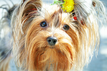 Yorkshire terrier puppy with dandelion walking in the park.