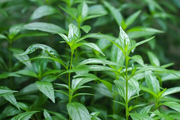 Top young green leaves of fresh andrographis paniculata or kariyat tree (fah talai jone), a Thai traditional herb and has antipyretic properties close-up.