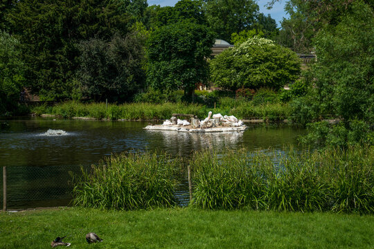 Snapshot from the The Aktiengesellschaft Cologne Zoological Garden in Cologne, brids on a lake