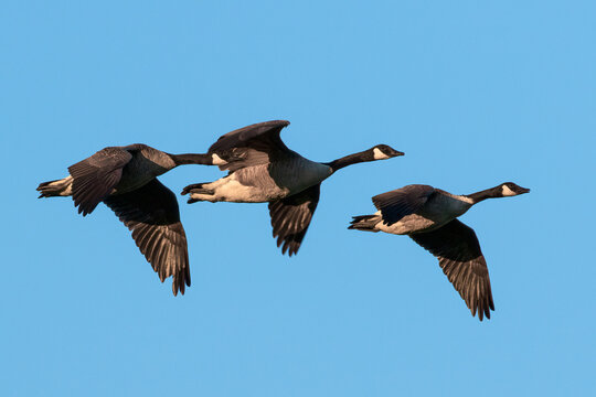 Flock of Canadian Geese flying through clear blue sky with spread wings