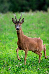 Adult buck roe deer on a clover field © Mohavi Creative