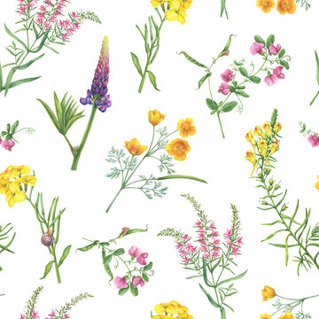 Seamless floral pattern with yellow linaria vulgaris, Cheiranthus cheiri, eschscholzia, pink mouse peas, lupin, Ivan Chai flowers. Watercolor painting illustration isolated on white background