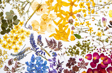 Colourful, floral display of home-made pressed flowers on a white background