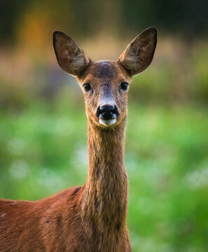 Adult female roe deer portrait
