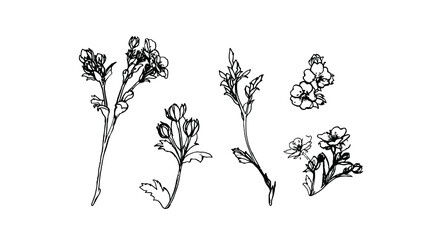 Wildflowers. Buttercups. Flowers line drawn on watercolor background.