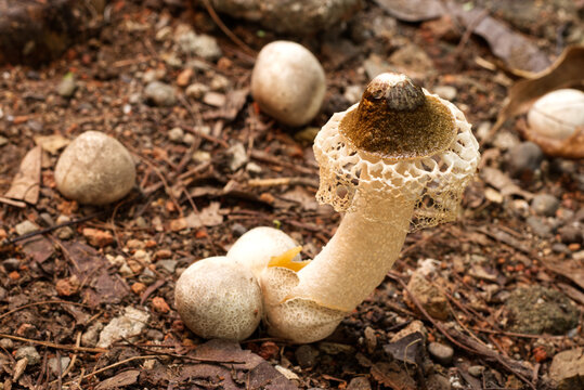 "Jamur tudung pengantin" or bridal veil mushroom (phallus indusiatus) in the humid forest