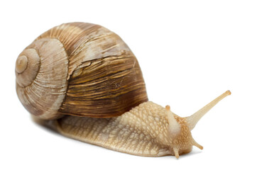 snail