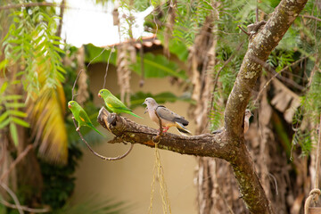 Rolinhas e periquitos em um galho de árvore.