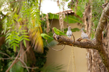 Rolinhas e periquitos em um galho de árvore.