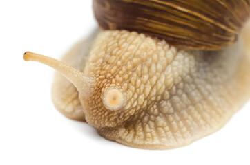 snail macro