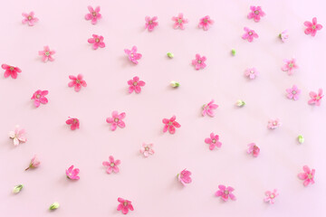 Top view image of pink flowers composition over pastel background .Flat lay