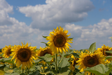 Rustic sunflowers with summer sky.