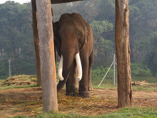 Bull Indian elephant in chains