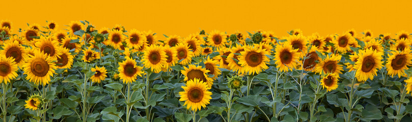 Fototapeta na wymiar Border of sunflowers isolated on yellow background with copy space as concept of healthy lifestyle or proper nutrition.