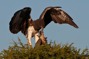 Martial Eagle with pray