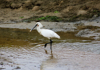 colhereiro na ria formosa