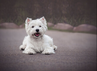 Smiling Westie Terrier laying on tarmac in Warsaw, Poland. White adorable dog waiting for a command. Selective focus on the eyes of the animal, blurred background.