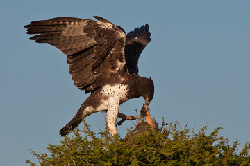 Martial Eagle with pray