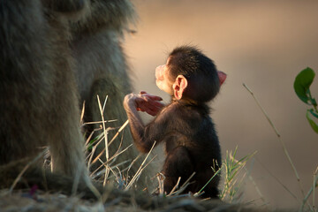 Baby baboon in wild