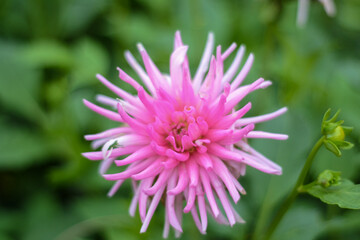 Obraz premium close up of pink dahlia flower