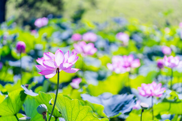 古代蓮