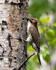Northern Flicker Yellow-shafted Photo. Male bird close-up view, perched and creeping on a tree...