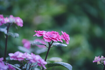 紫陽花