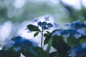 紫陽花