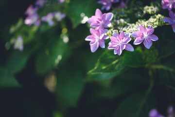 紫陽花