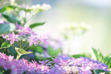 紫陽花