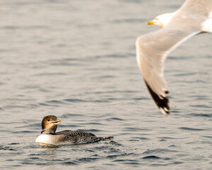 Common Loon Photo. immature young bird swimming and watching a seagull flying over in its environment and habitat surrounding, displaying its growing up stage feather plumage and open beak.