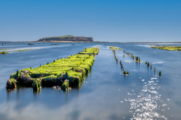 Oyster park in Morbihan in Brittany.
The green algae has settled on the oyster traps - obrazy, fototapety, plakaty