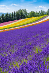 北海道　富良野　ラベンダー　夏　風物詩　花