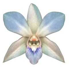 orchidée dendrobium nobile sur fond blanc 