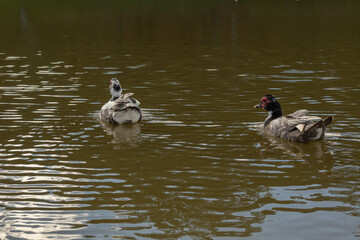 Patos