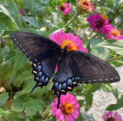 butterfly on flower