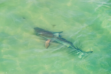A Black Tipped Shark Swims Just Below the Surface