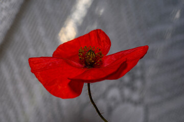 Poppy flower up close. In the background shadows of light. 