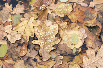 close up of a bark