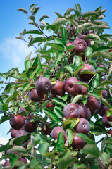 Red apples hanging in a tree 