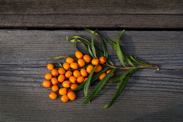 Sea buckthorn berries with sea buckthorn branch on wooden background. Hippophae rhamnoides. Buckthorn tree.