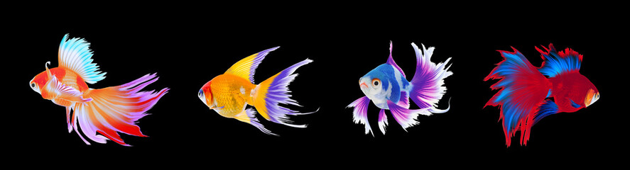 Beautiful colorful betta fish on black background, collage. Banner design