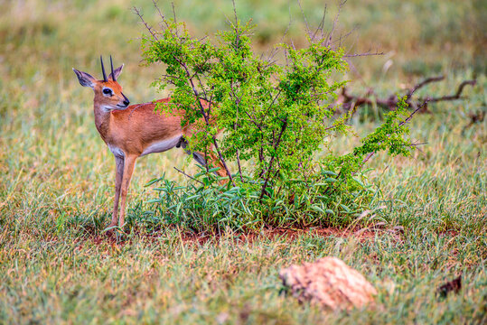 The male of Steenbok in Kruger park in South Africa.