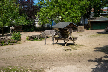 Snapshot from the The Aktiengesellschaft Cologne Zoological Garden in Cologne, VIEW OF A zebra CART