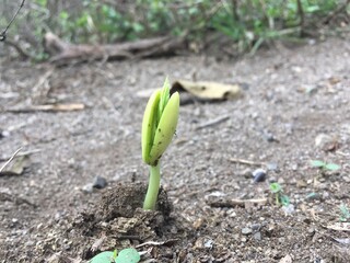 Stunning environment, flowers and crop 