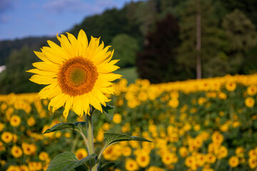 Sonnenblumen im Morgenlicht