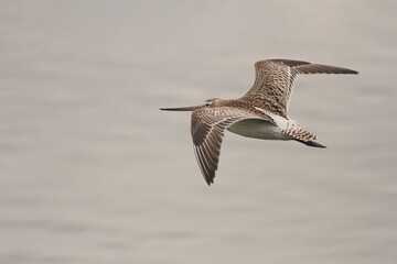 Sandpiper in flight