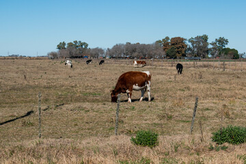 cows grazing in a field