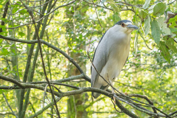 black capped kingfisher
