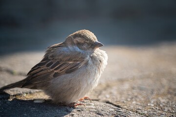 Close up view on cute sleeping sparrow bird on street.